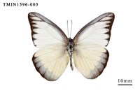 藏品(異色尖粉蝶)的圖片